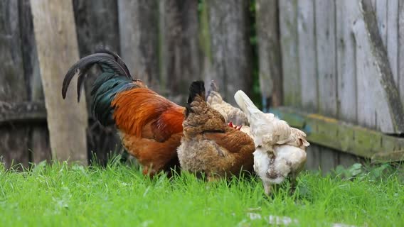 Rooster - 10685