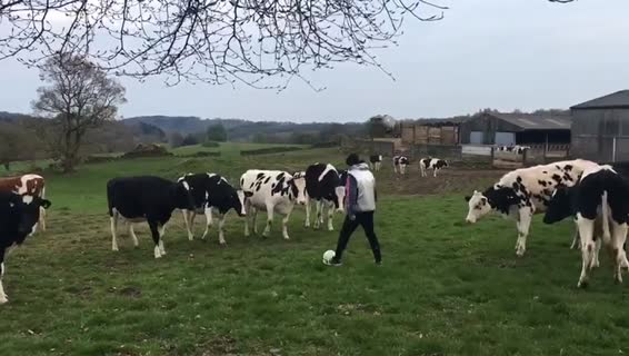 kami-footy+Cows